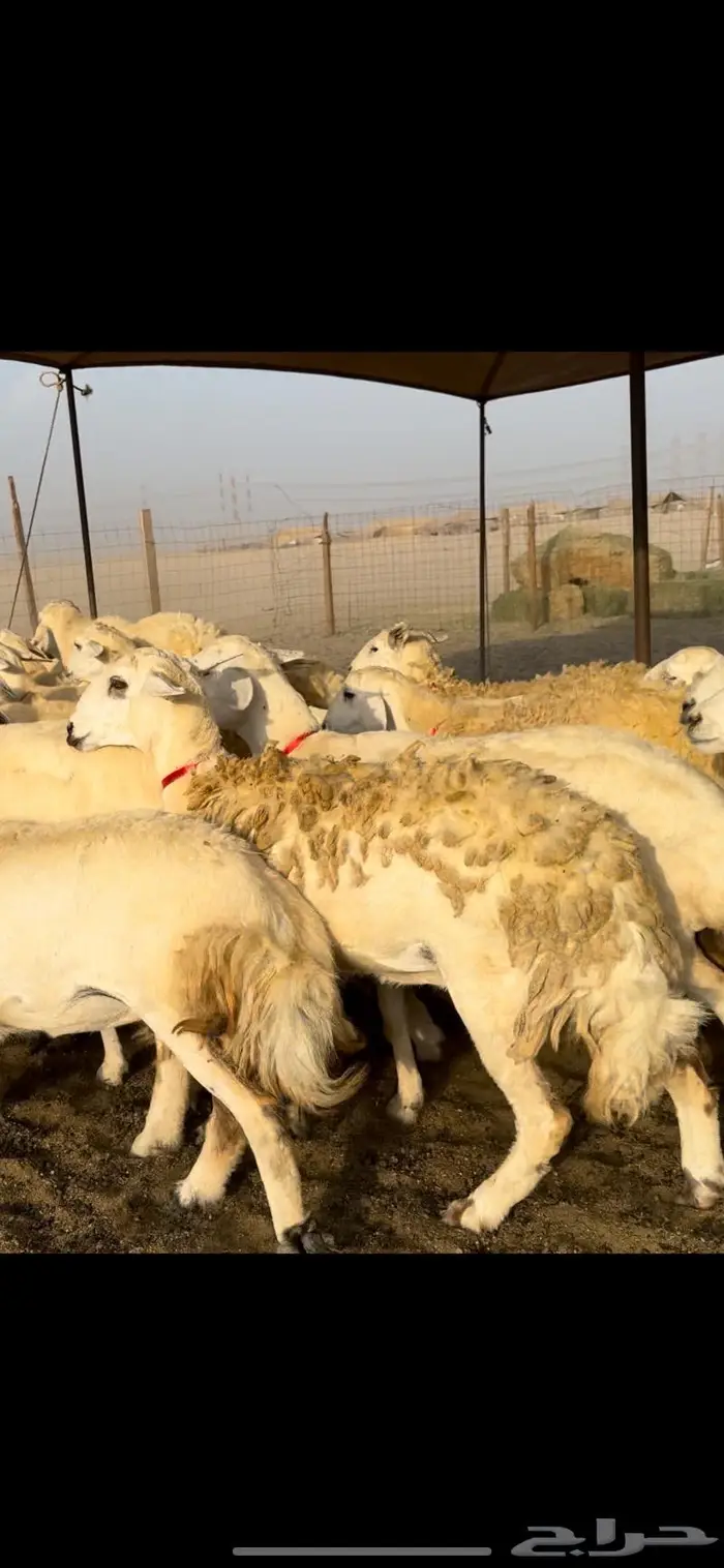 غنم حريات حرش عددها 59 بفحلها 15