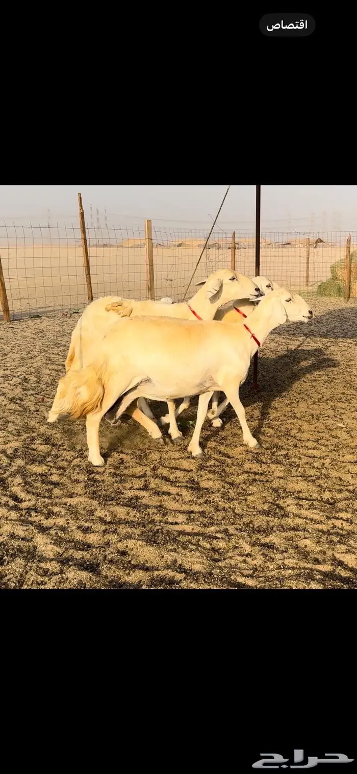 غنم حريات حرش عددها 59 بفحلها 16