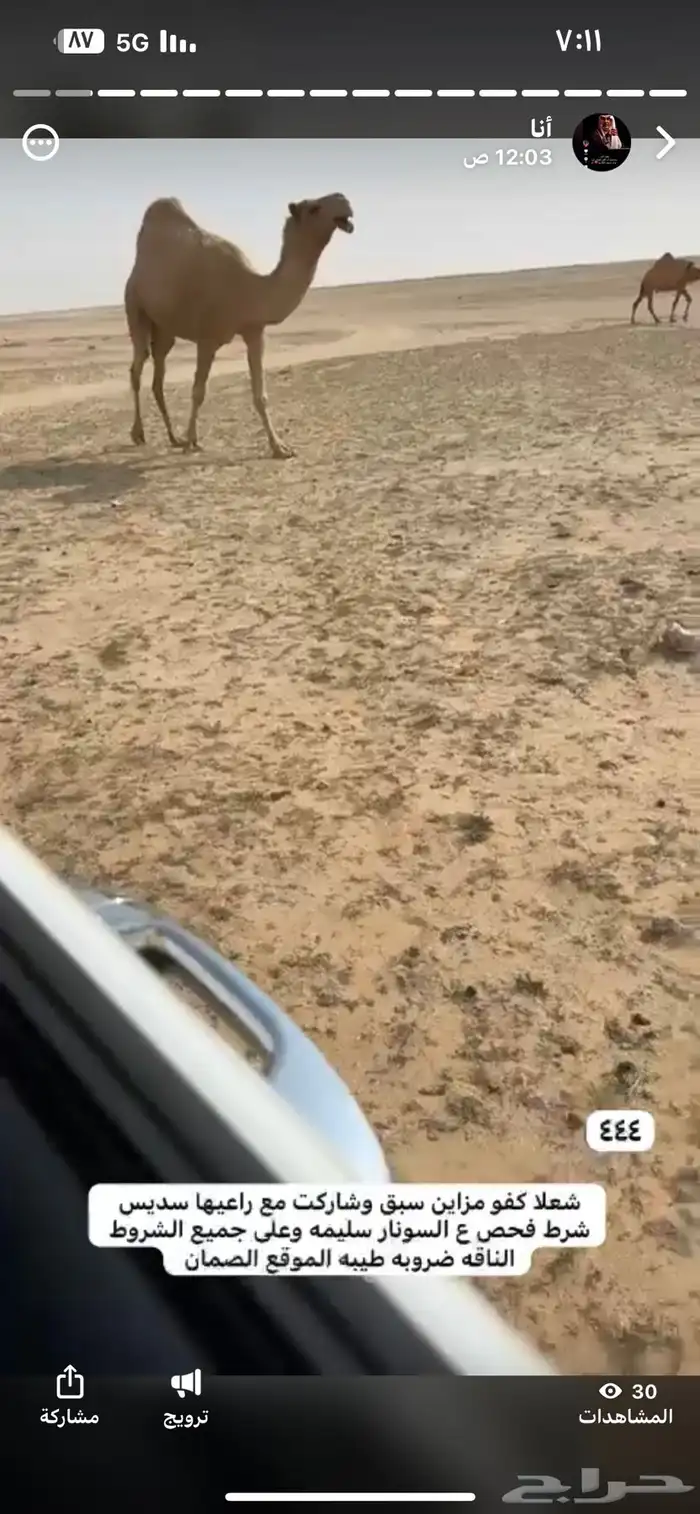 الابل و معدات 1