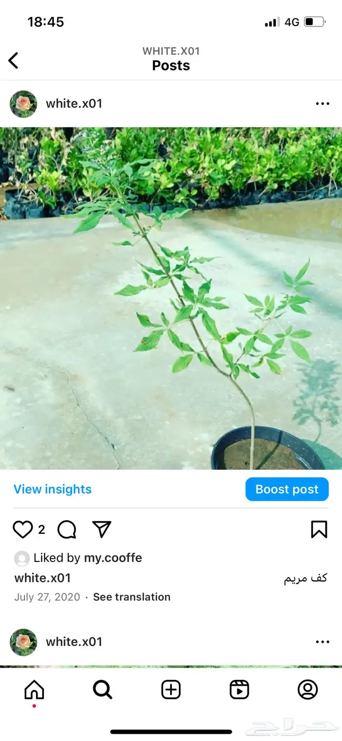 اشجار مختلف الأنواع وفسائل نخل للبيع 0