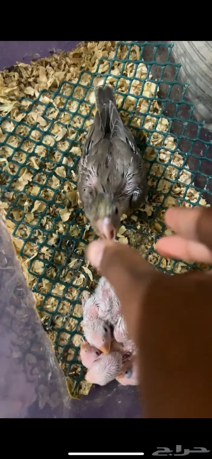 فروخ كروان وروز 2