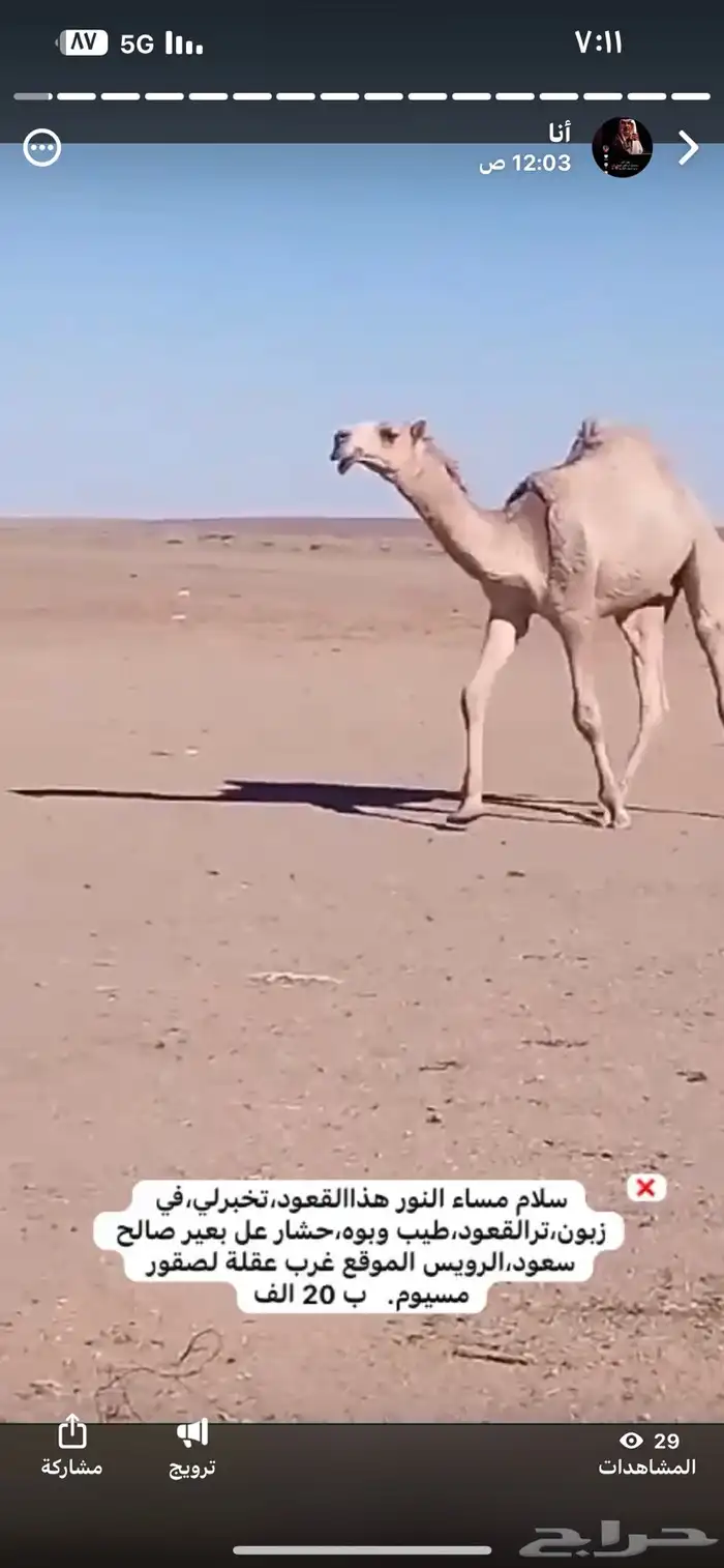 الابل و معدات 2
