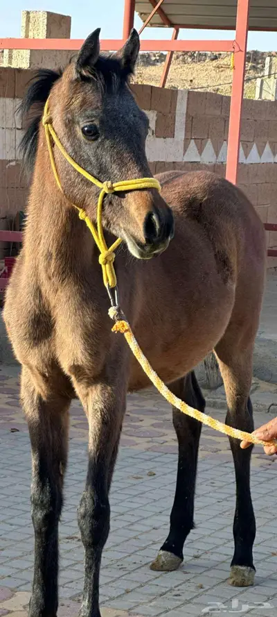مهره واهو عربي اصيل 1