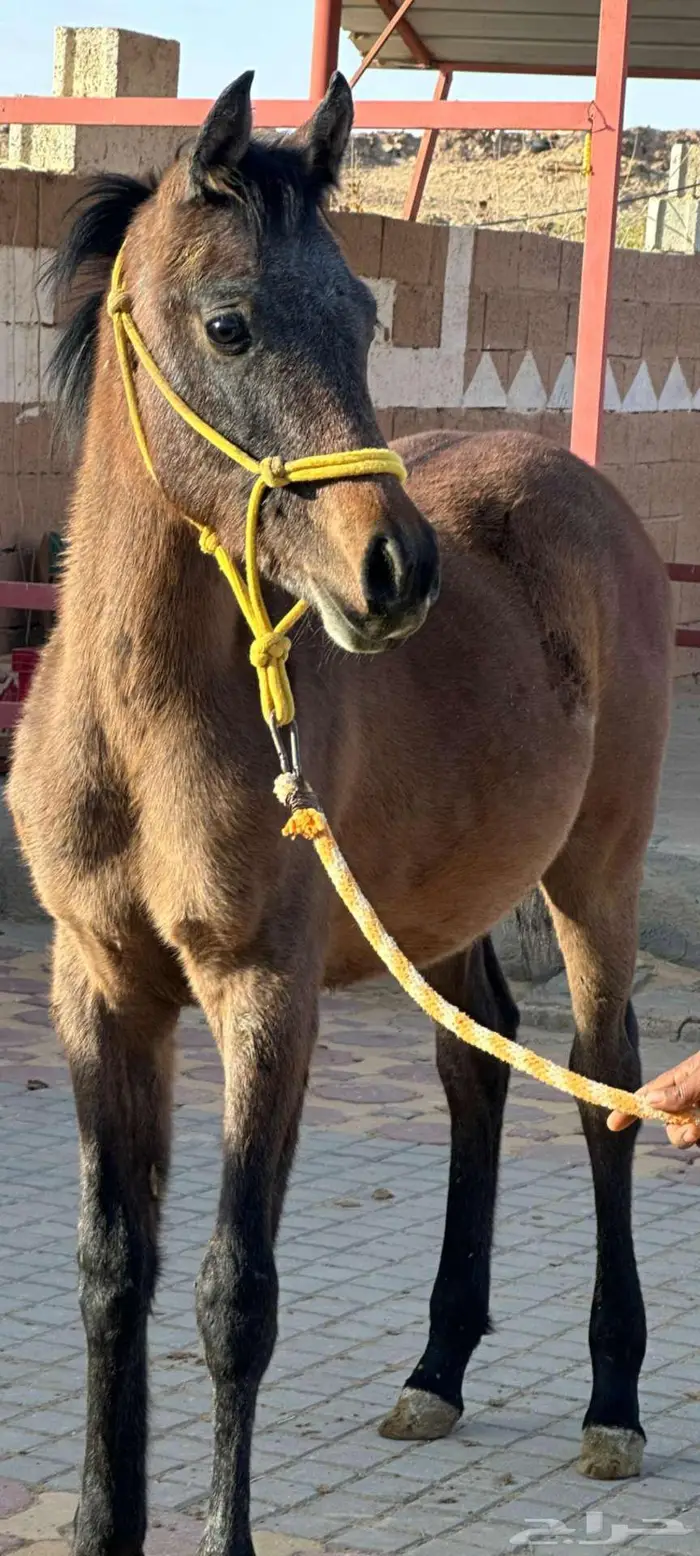 مهره واهو عربي اصيل 1