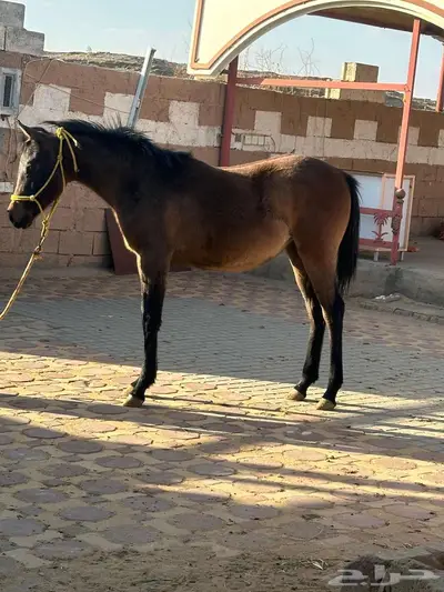 مهره واهو عربي اصيل 2