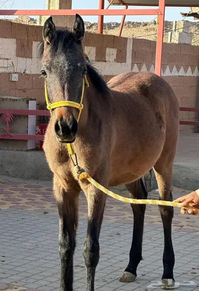 مهره واهو عربي اصيل 0