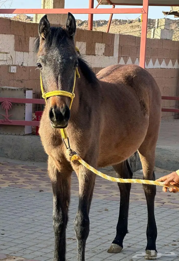 مهره واهو عربي اصيل 0