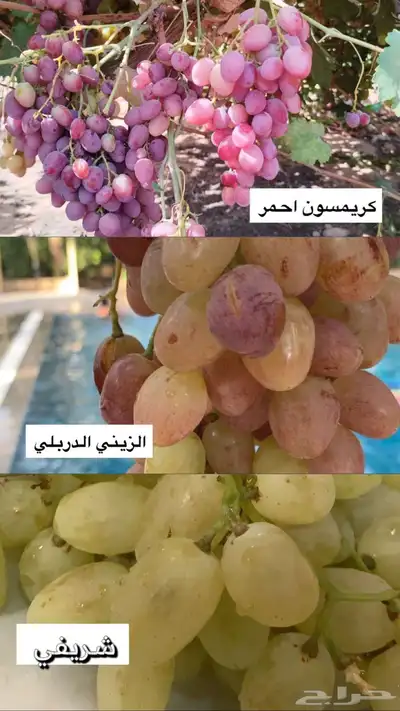 للبيع شتلات عنب و تين و رمان و توت بلدي جمله 5 ريال 0