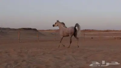 مهره واهو عربي اصيل 4