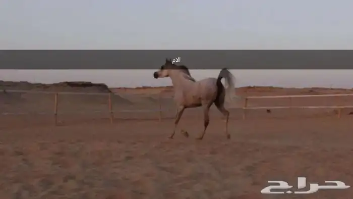 مهره واهو عربي اصيل 1