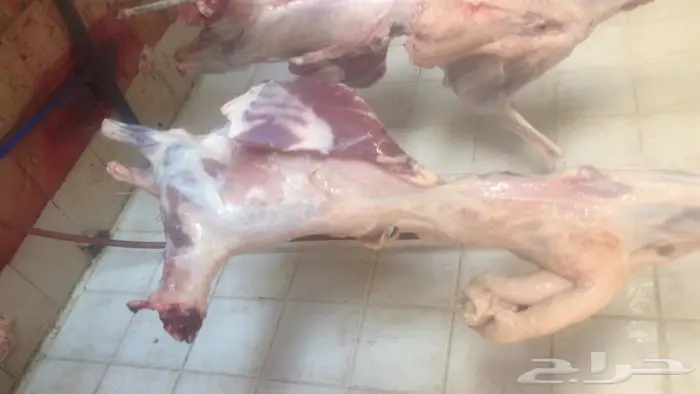 ذبايح بريه وكذاك يوجد بالنص 6