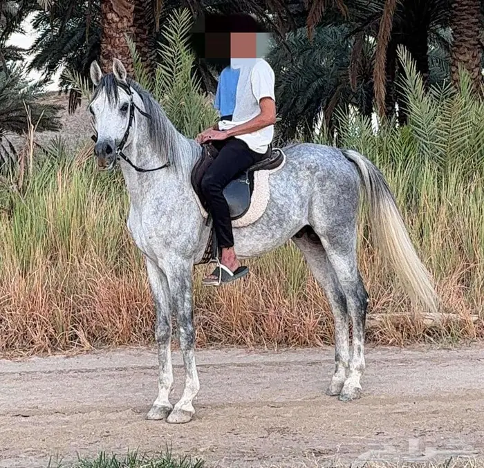 مهره واهو عربي اصيل 3