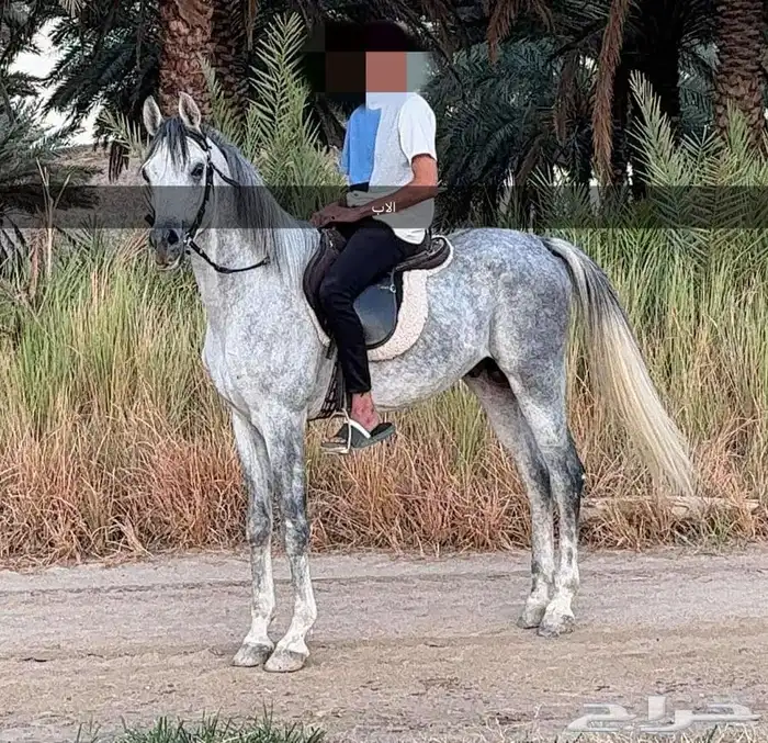 مهره واهو عربي اصيل 0