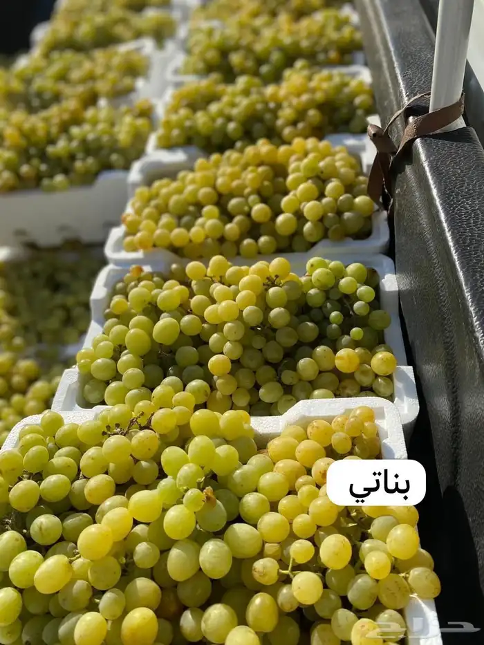 للبيع شتلات عنب و تين و رمان و توت بلدي جمله 5 ريال 1