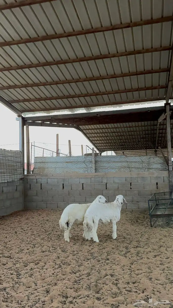 خرفان حريات 3