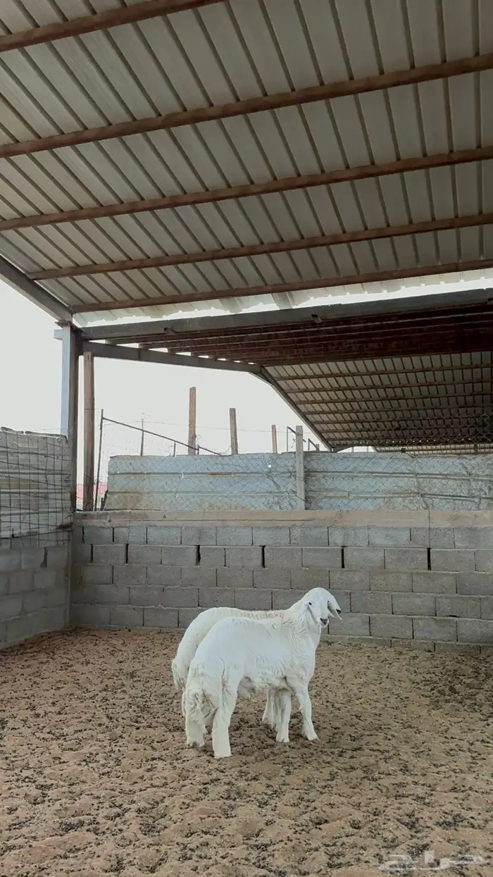 خرفان حريات 5