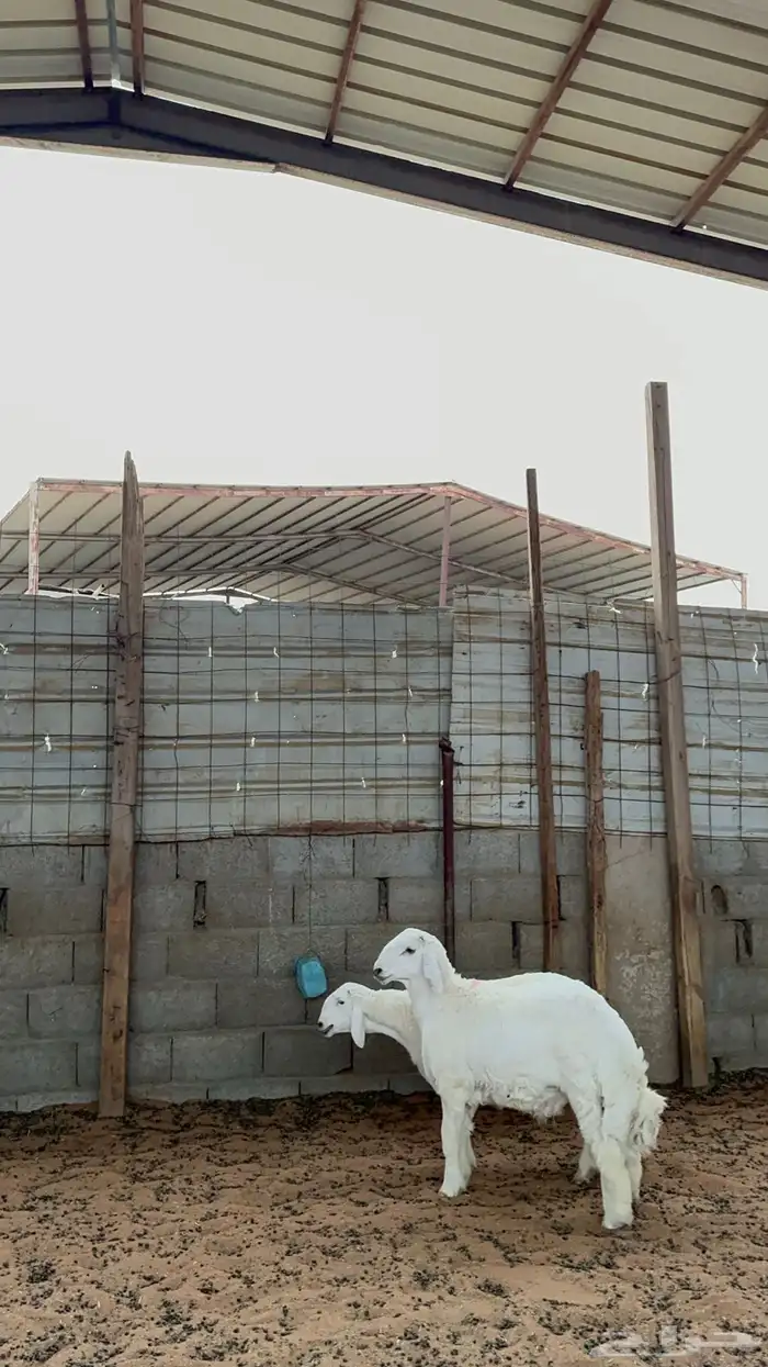 خرفان حريات 4