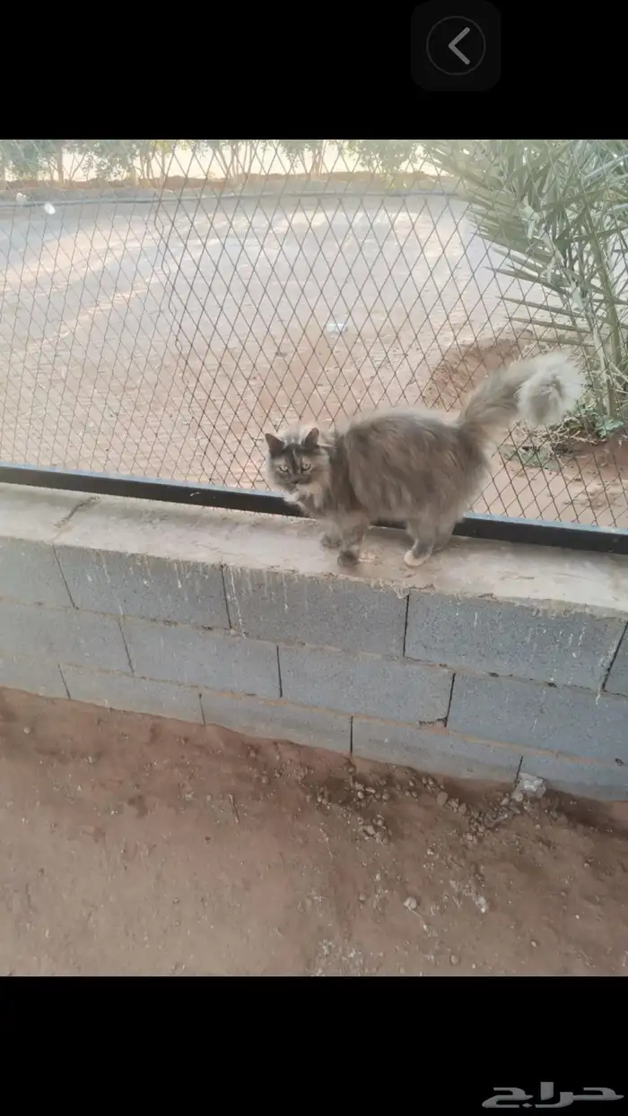 قطط للبيع تم البيع 9