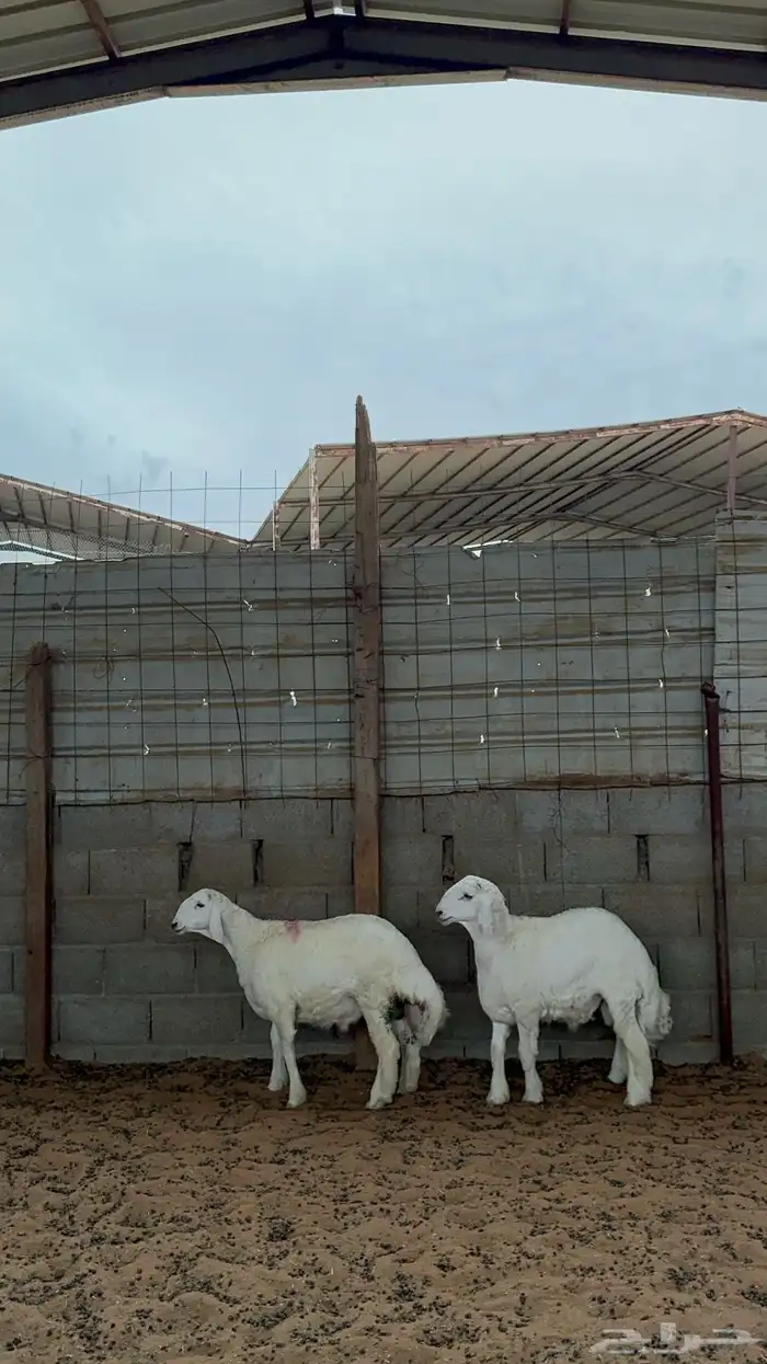 خرفان حريات 1