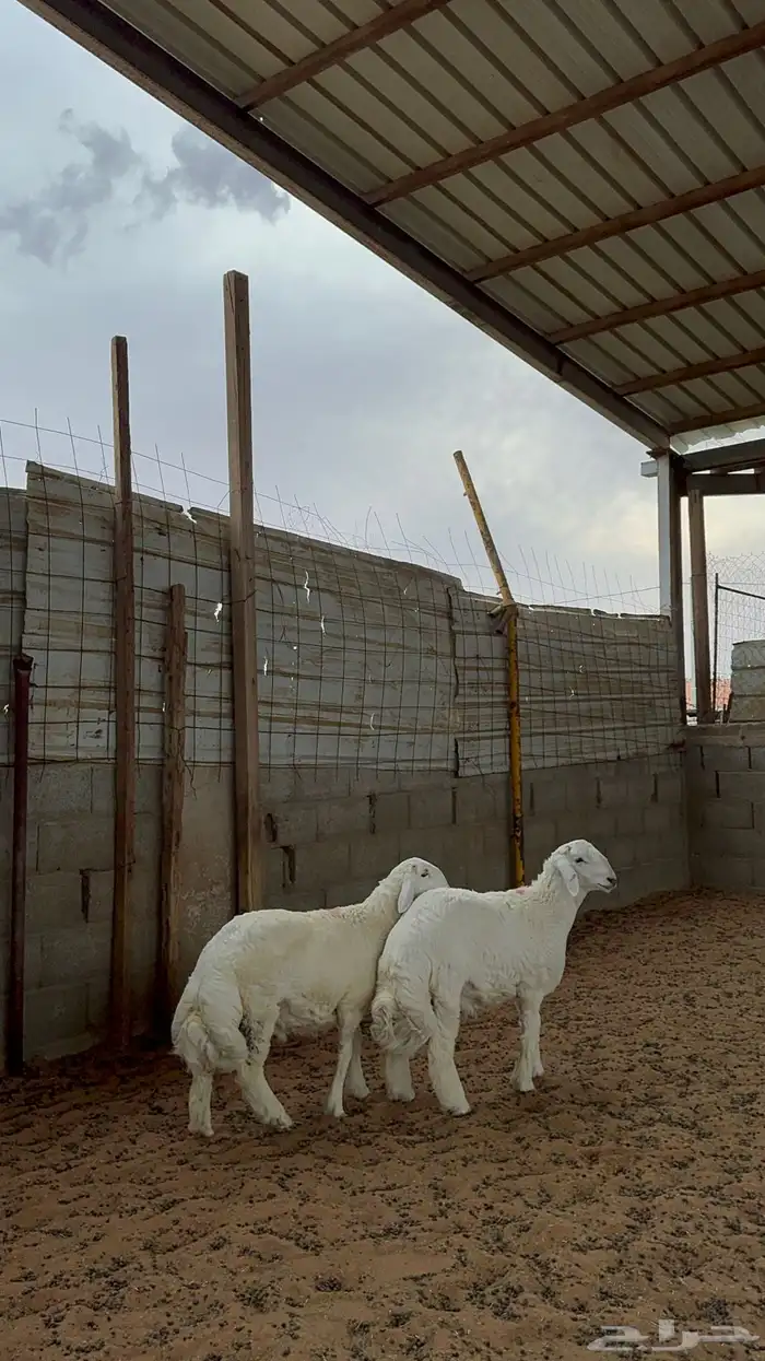 خرفان حريات 2