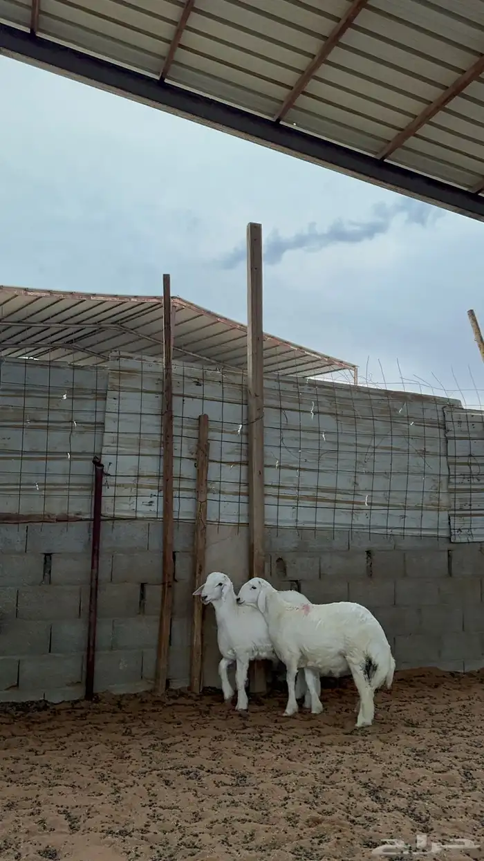 خرفان حريات 0