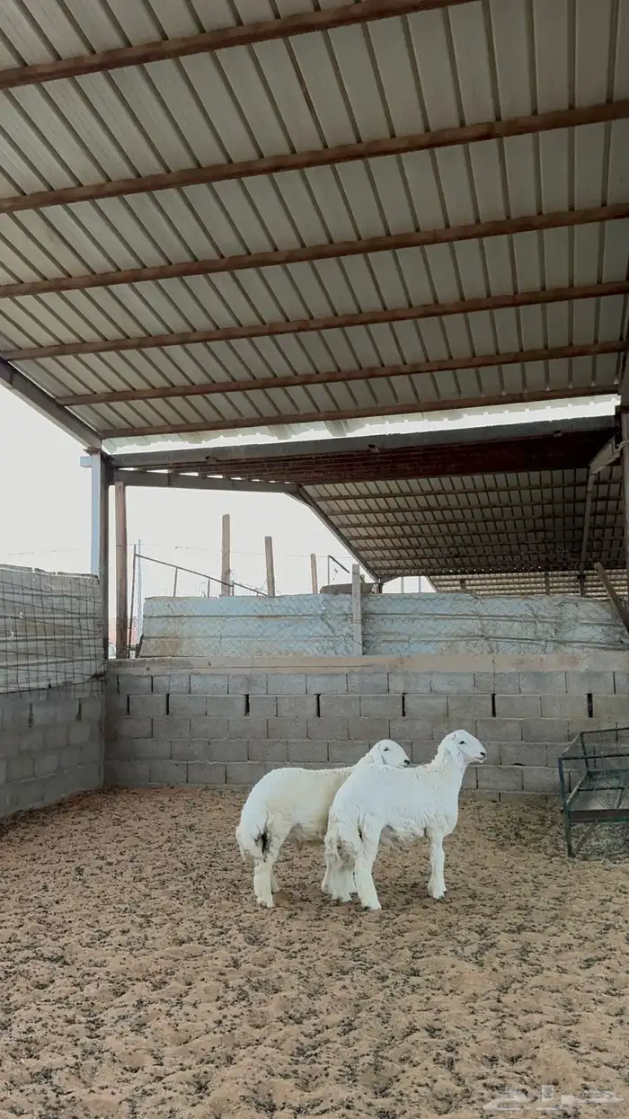 خرفان حريات 7