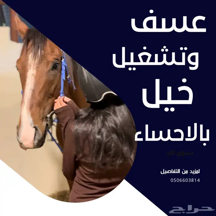 عسف وتشغيل خيل بالاحساء 0