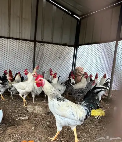 دجاج واديوك بلديه للبيع 4