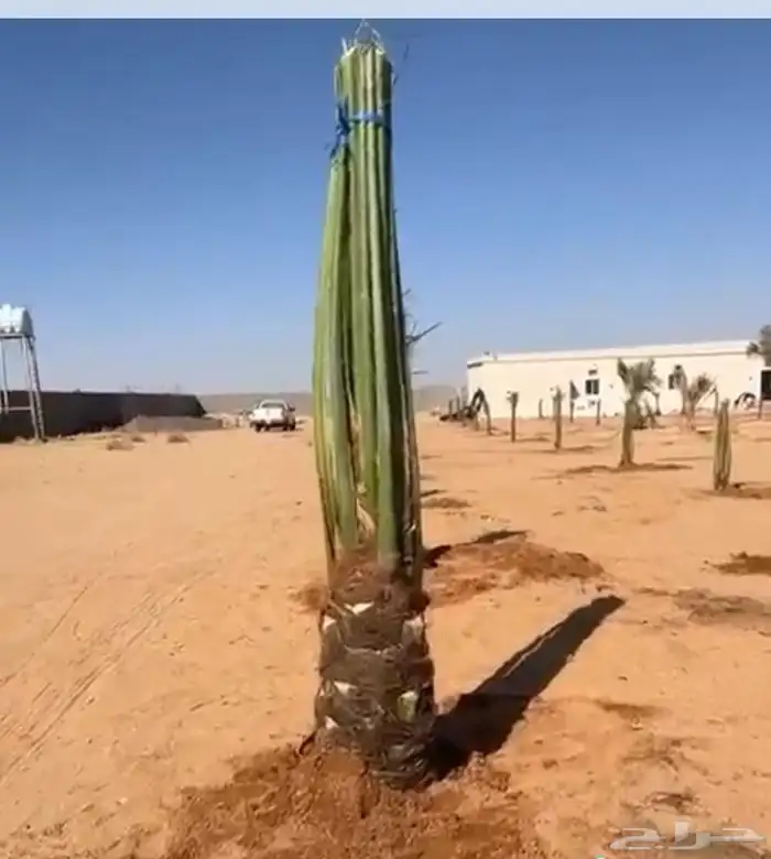 نخيل مثمر طالع من القصيم بتجاه الجنوب 3