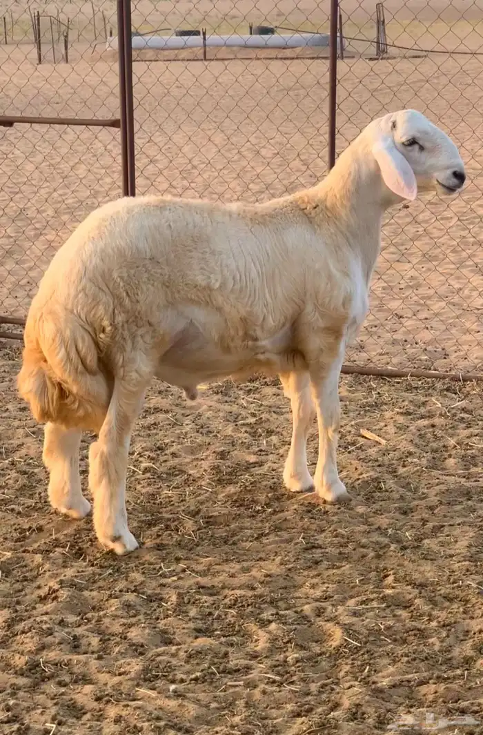 هريد صنف للبيع(تم البيع) 0