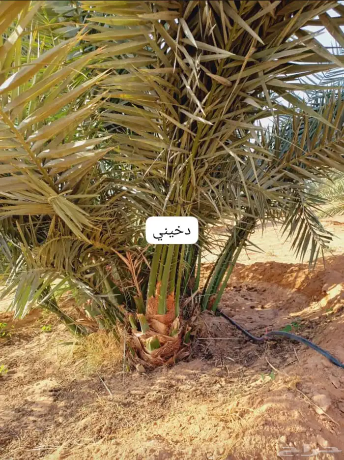نخيل مثمر طالع من القصيم بتجاه الجنوب 0