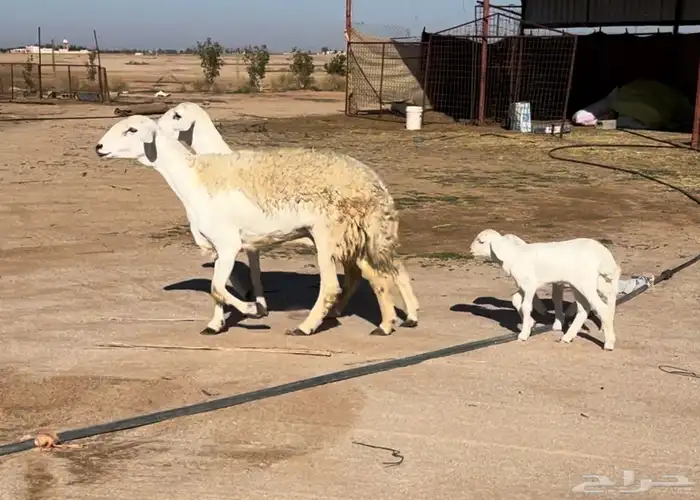 للبيع غنم ولد صغار سن كفو تمم البيع. 0