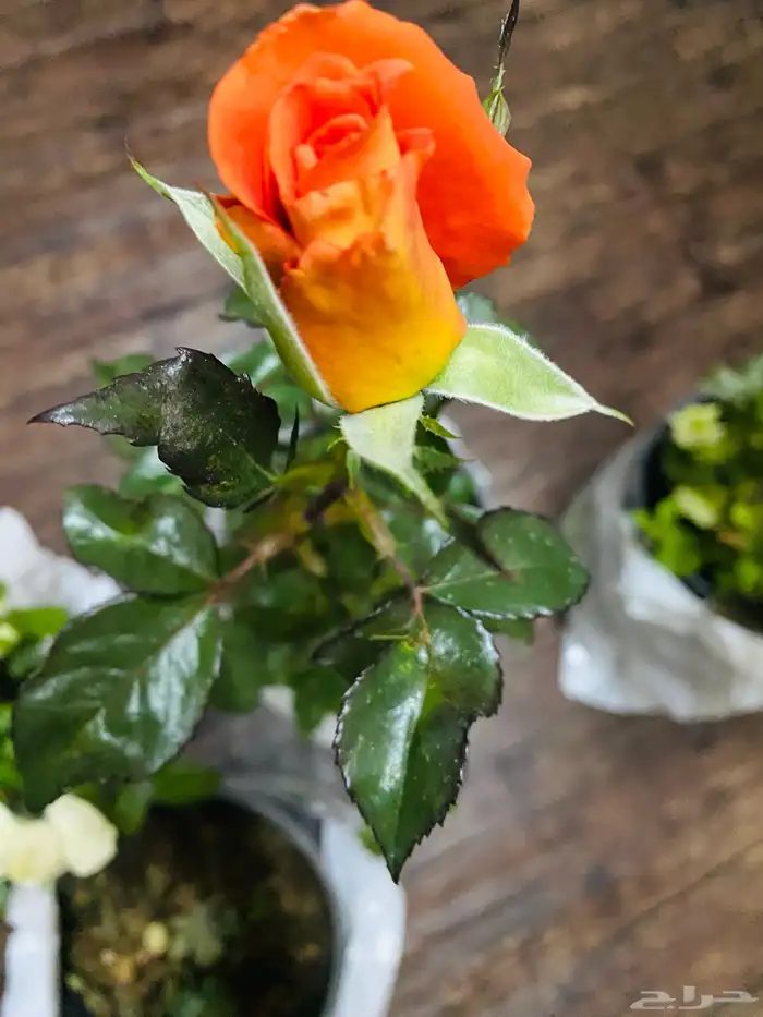 شتلات ورد جوري 2