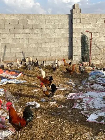 دجاج واديوك بلديه للبيع 5