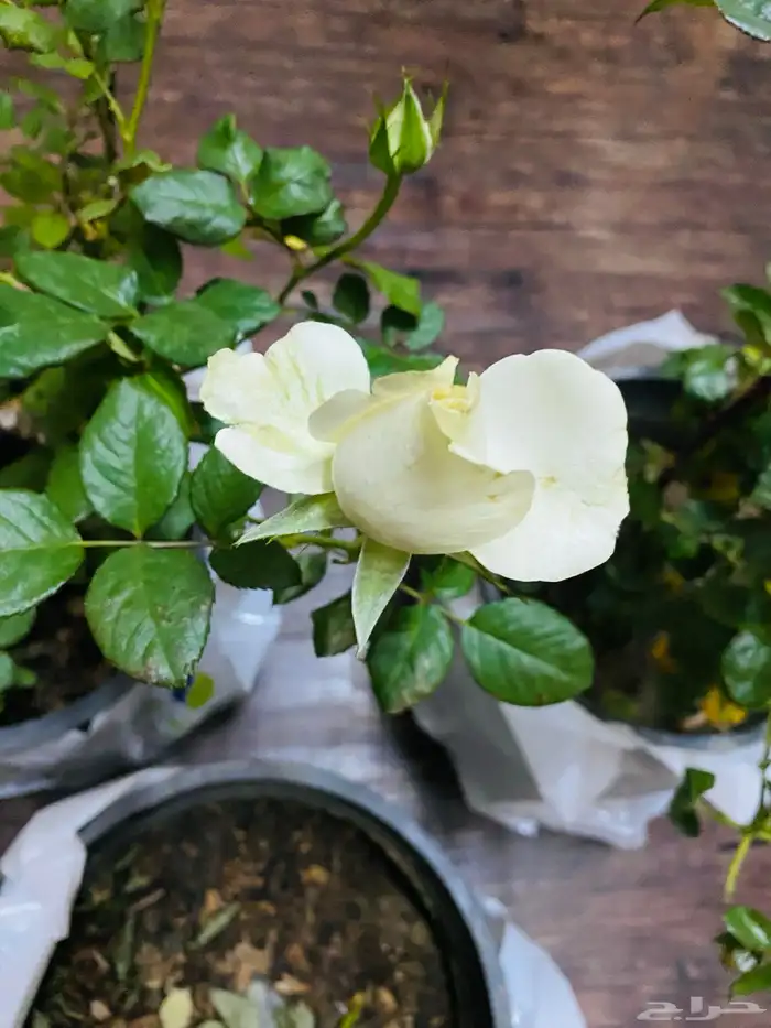 شتلات ورد جوري 1