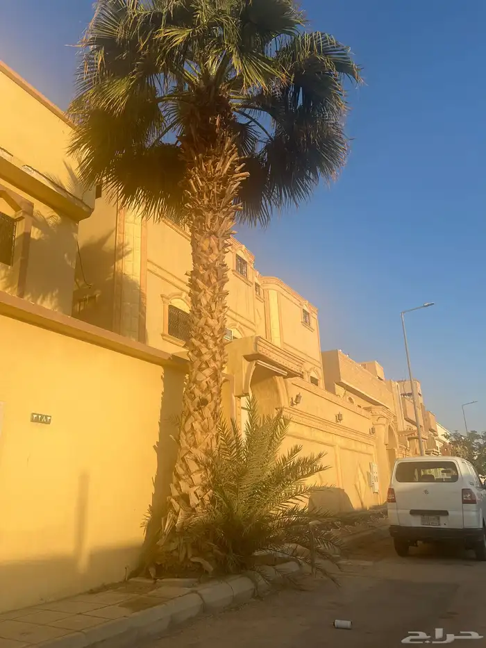 نخله واشنطن 0