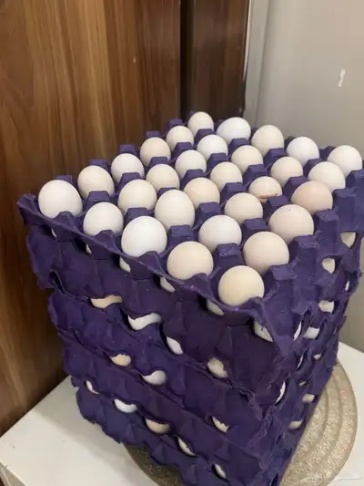 بيض دجاج بلدي عضوي 2