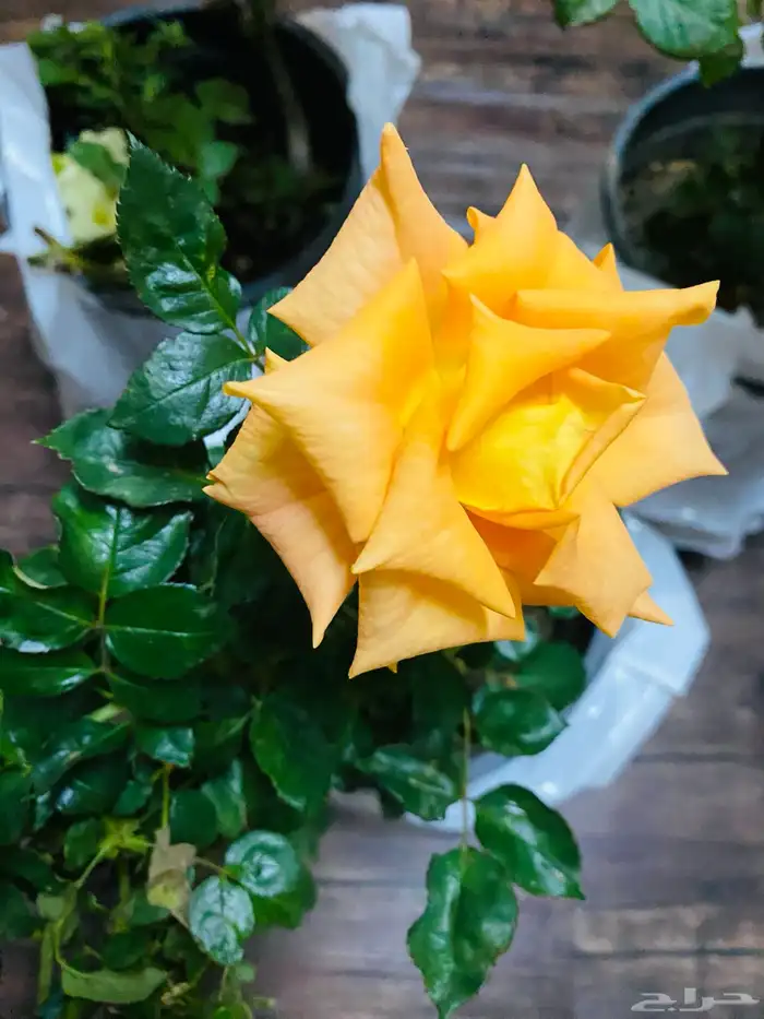 شتلات ورد جوري 0