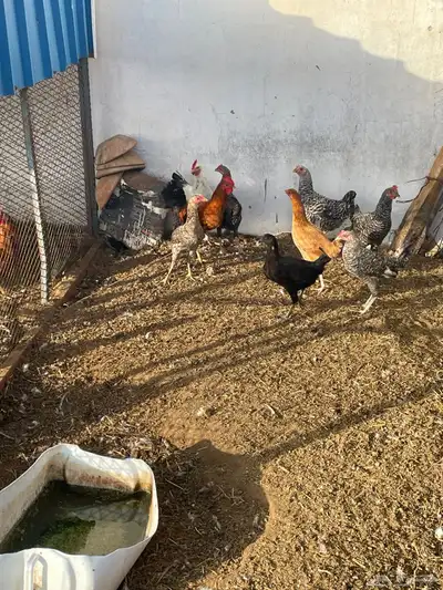 دجاج واديوك بلديه للبيع 8