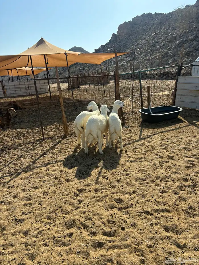 الشميسي طريق الخواجات 0