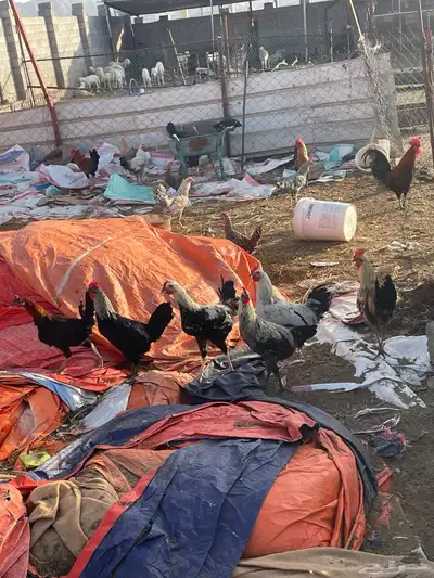 دجاج واديوك بلديه للبيع 7
