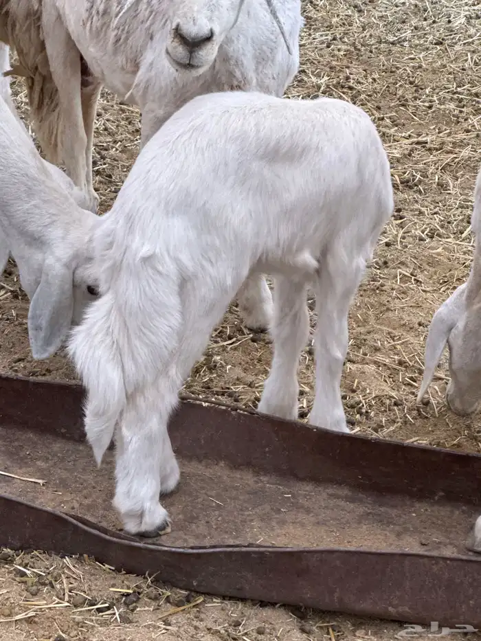 فحل مشروط للبيع 5