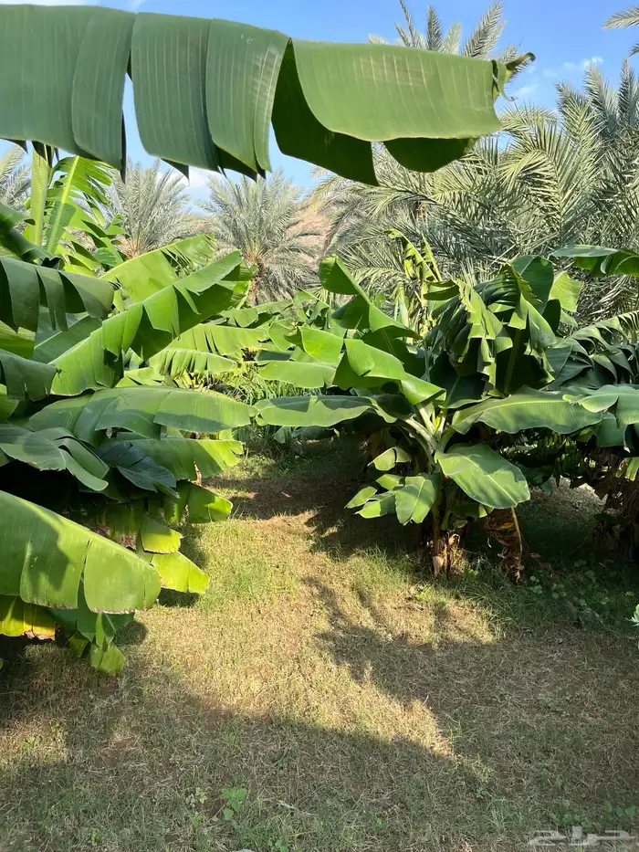 أوراق موز طازجة 2
