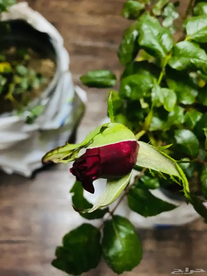 شتلات ورد جوري 3