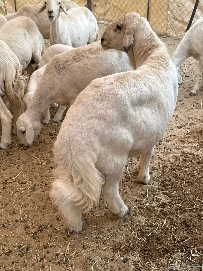 فحل مشروط للبيع 6