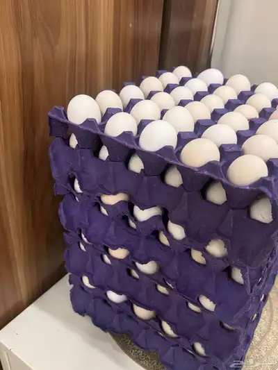 بيض دجاج بلدي عضوي 0