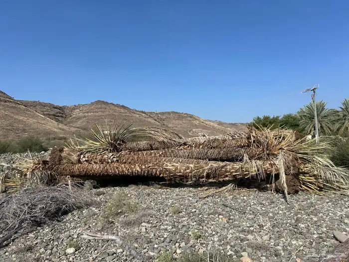 جذوع نخل بطول عشره امتار 0