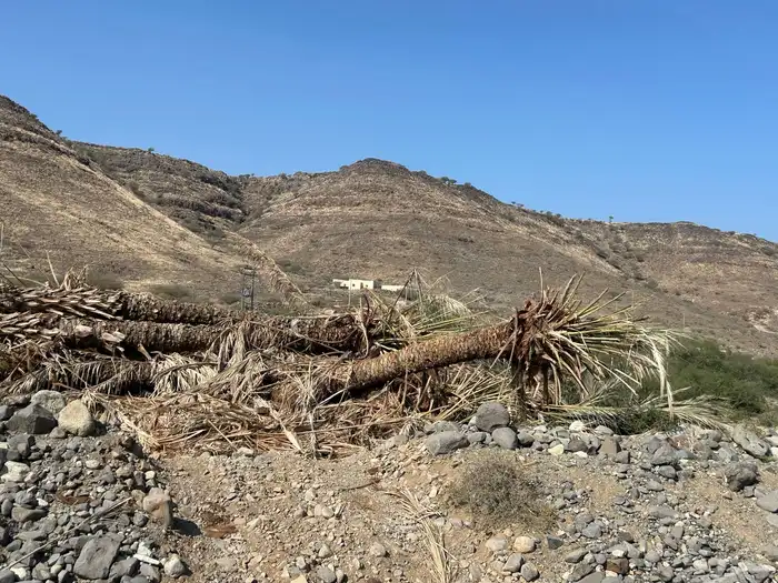 جذوع نخل بطول عشره امتار 2