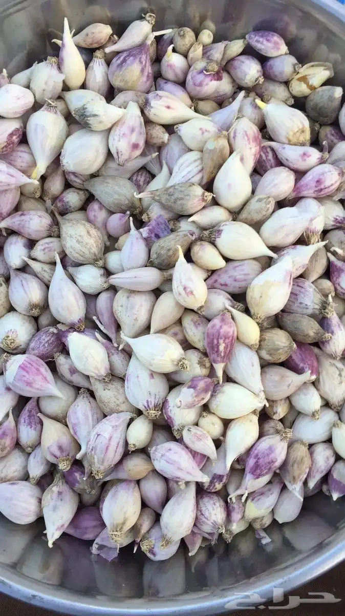 عرض خاص ثوم ذكر يمني 2