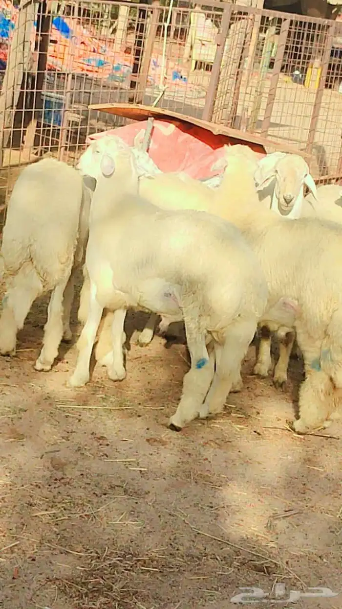 خرفان للبيع خدمة سلخ و توصيل 0